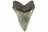 Fossil Megalodon Tooth - North Carolina #165432-1